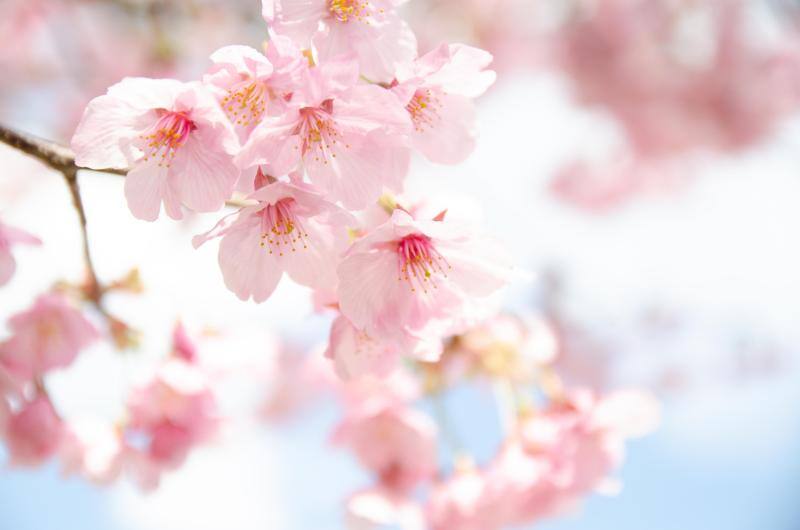 アップで撮られたさくらの花